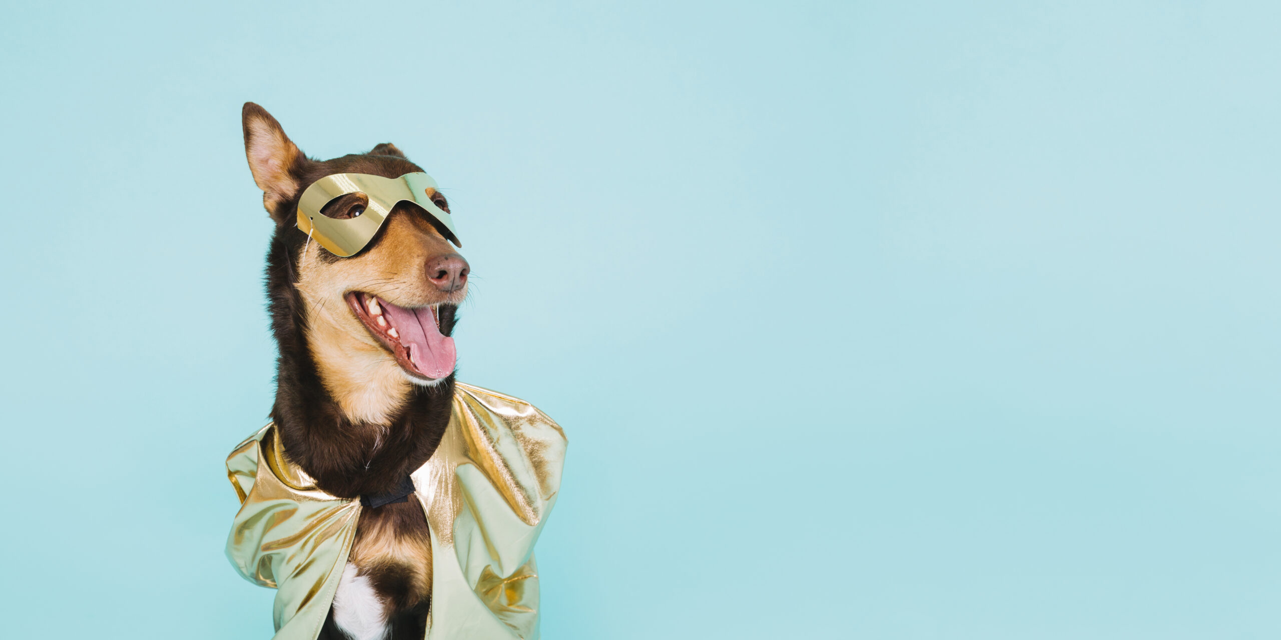 Semaine Nationale du Chien – Participez à notre concours photos !