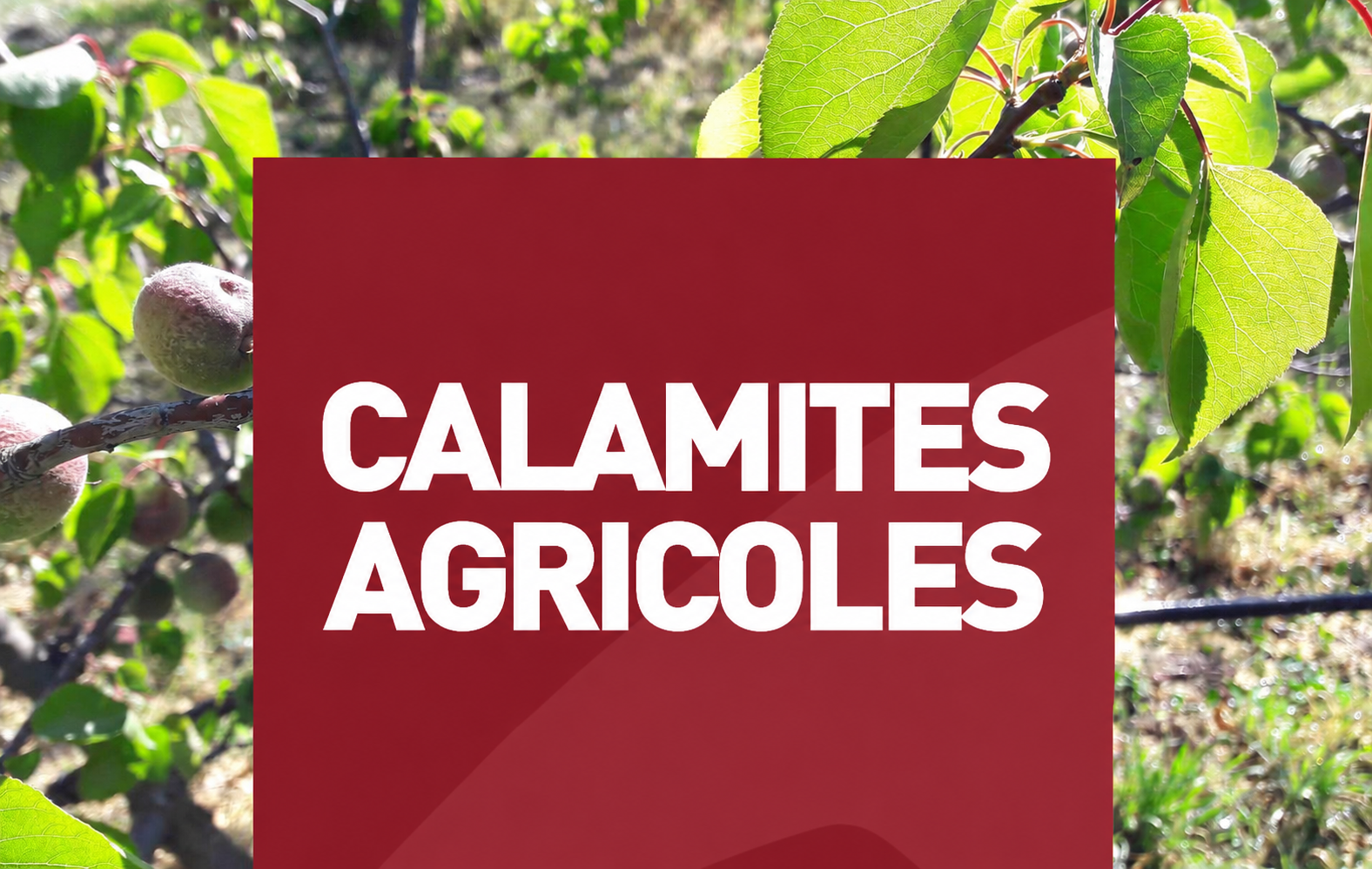 Sécheresse 2026 : reconnaissance des pertes agricoles et modalités d&rsquo;indemnisation